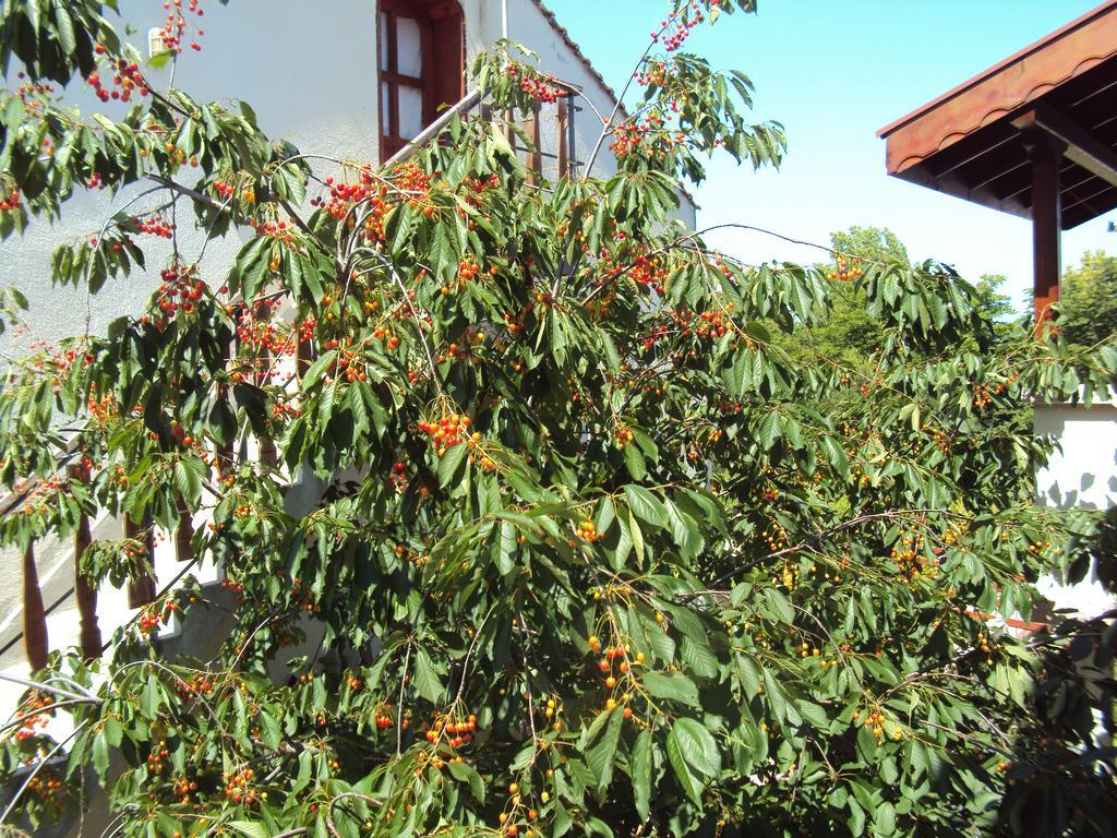 Amfora Guest House Bjala Eksteriør bilde